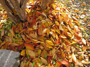 木の下に集まる落ち葉