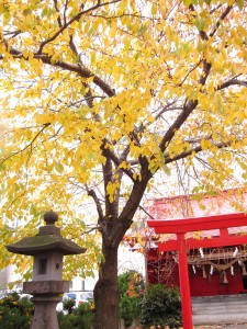 紅葉桜と金生稲荷神社