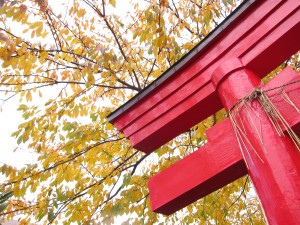 紅葉桜と金生稲荷神社鳥居