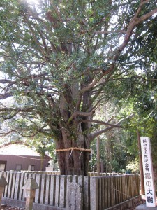 ２日目　熊野速玉大社　梛の大樹