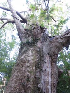 ２日目　熊野古道　樹齢800年巨木