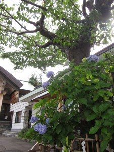 実方桜と紫陽花
