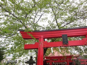 金生稲荷神社横のソメイヨシノ
