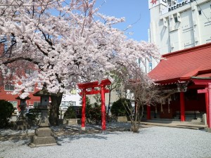 金生稲荷神社　桜満開