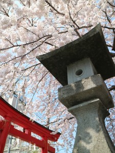 金生稲荷神社　桜満開