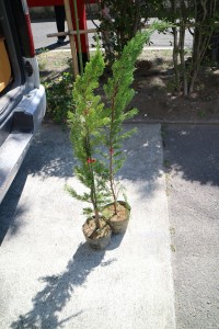 境内植樹　献木