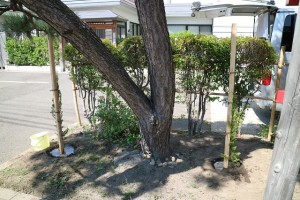 境内植樹　献木