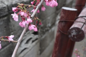 参道　桜